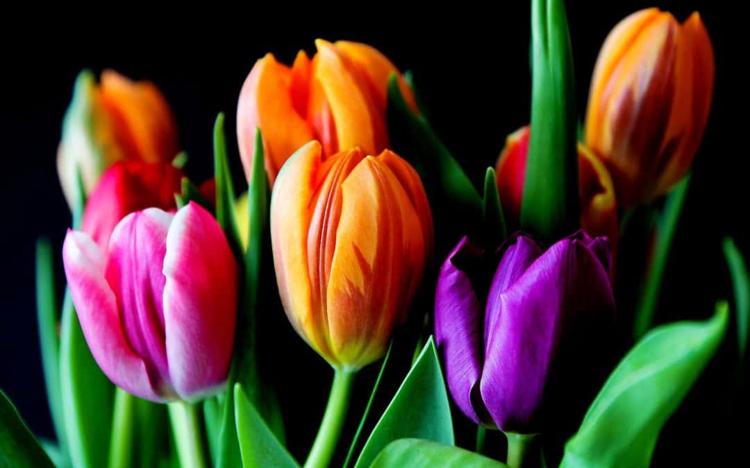 Yellow pink and violet tulips