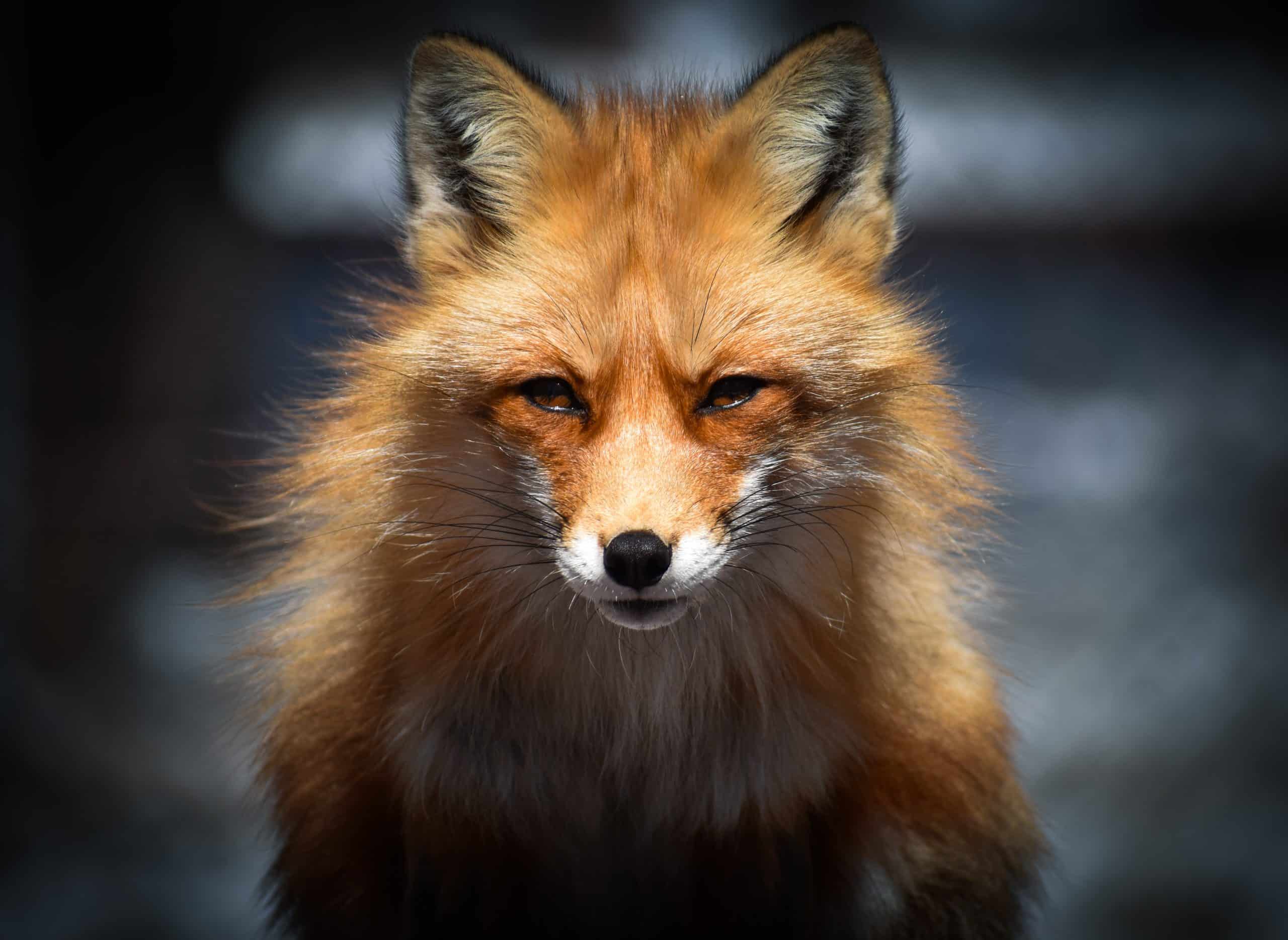 Fox