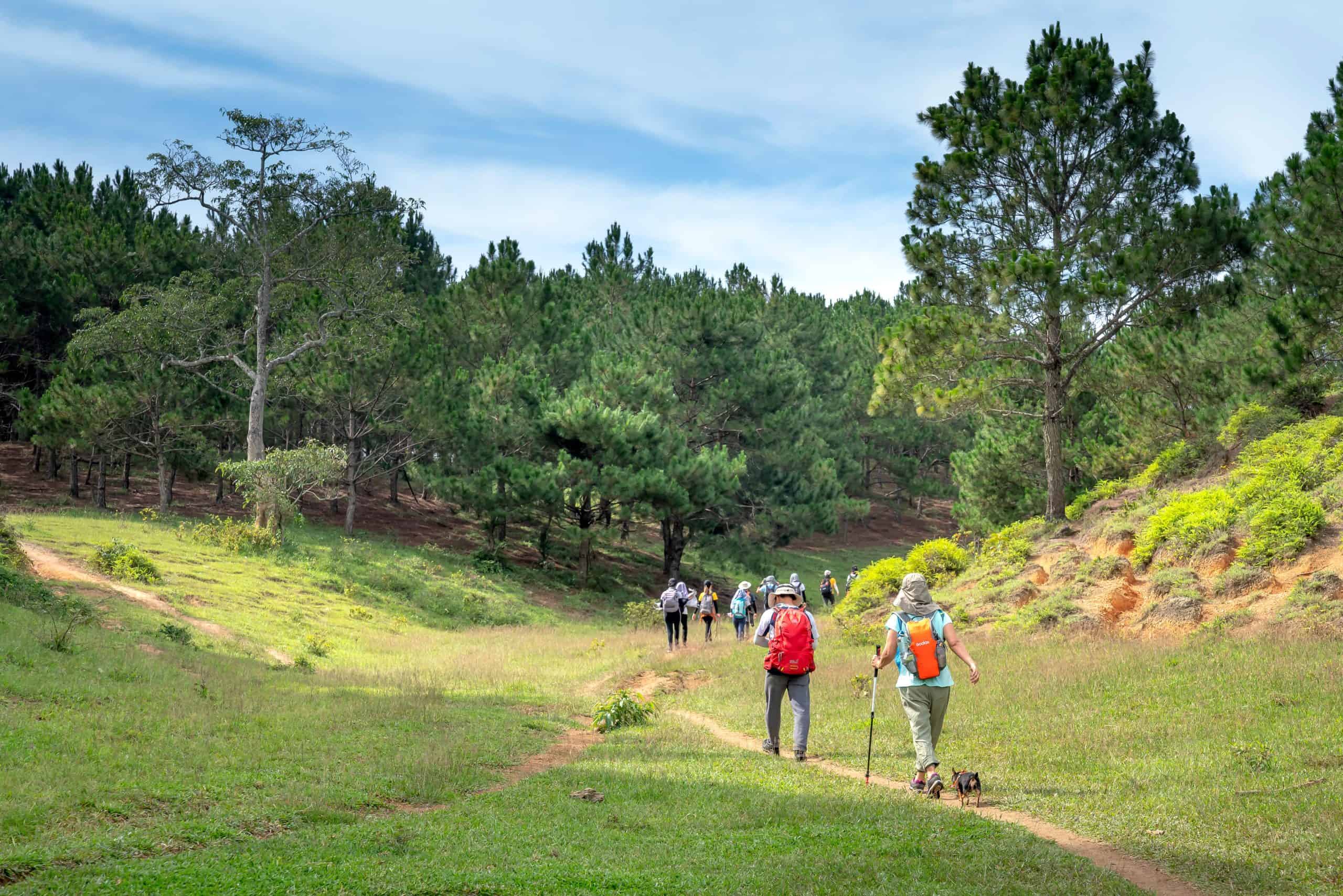 Back view travelers with backpacks strolling along narrow footpath in picturesque lush forest during vacation on sunny day Fyra vandrare med ryggsäckar går på en stig genom en grön skogsglänta.